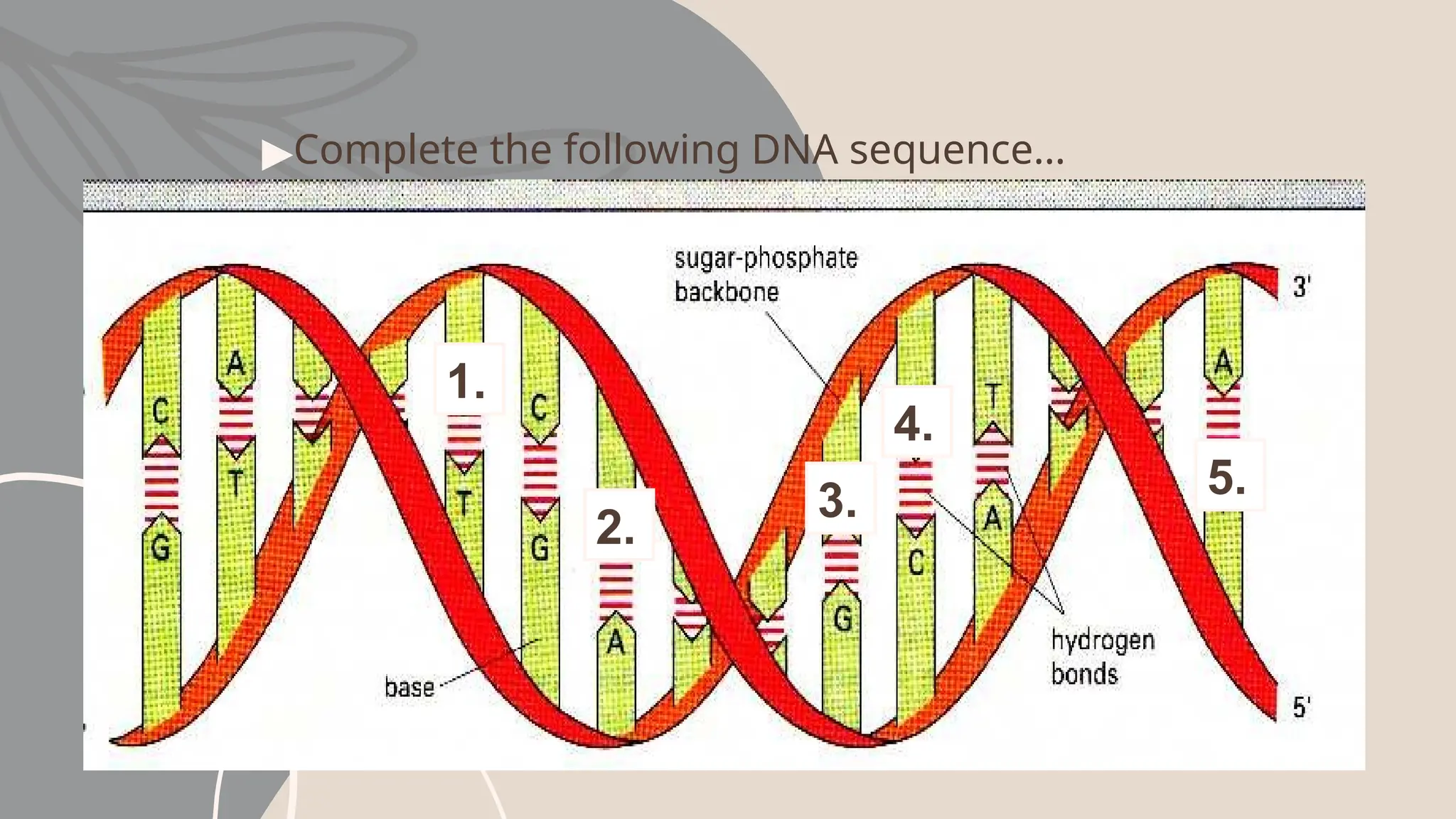 ▶Complete the following DNA sequence…
1.
2.
3.
4.
5.
 