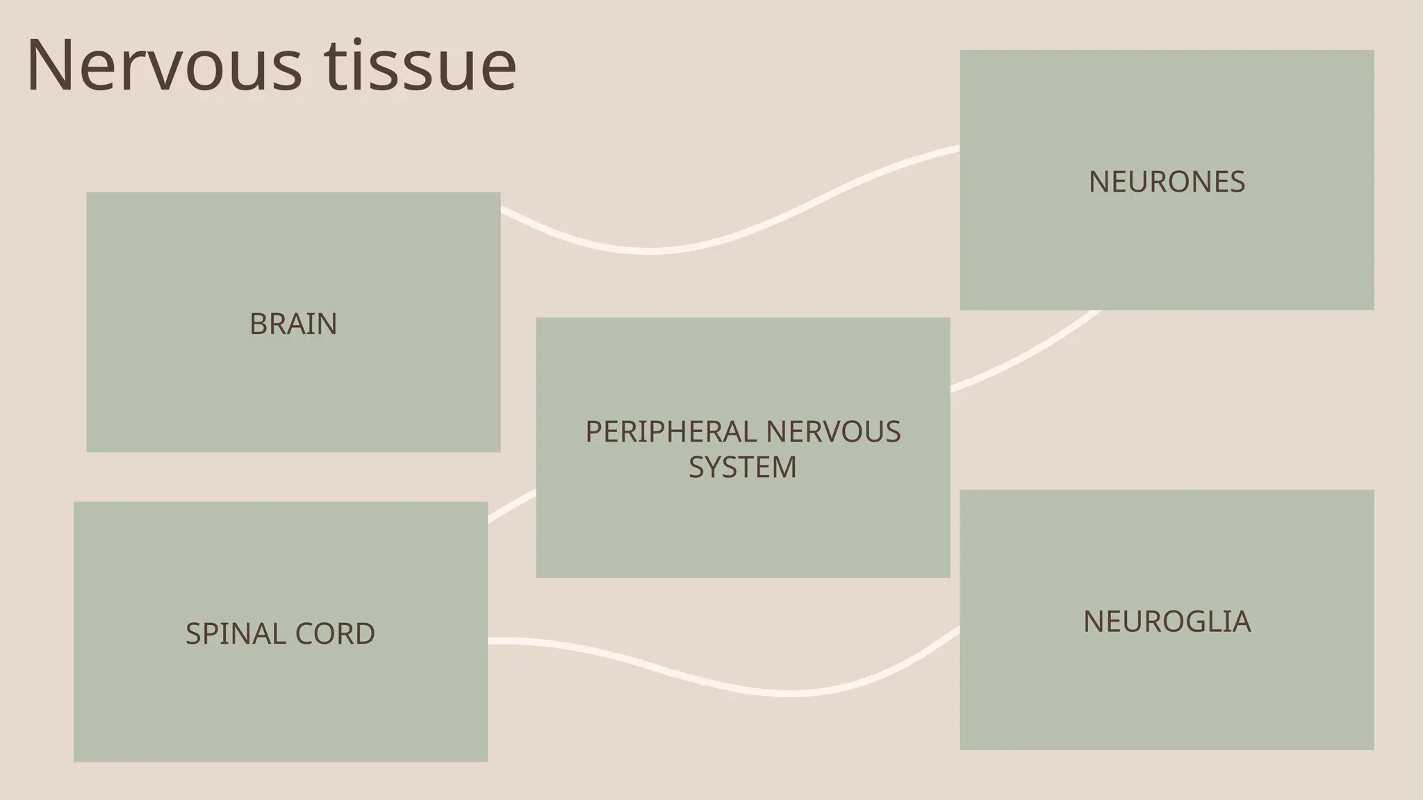 Nervous tissue
BRAIN
NEURONES
PERIPHERAL NERVOUS
SYSTEM
SPINAL CORD NEUROGLIA
 