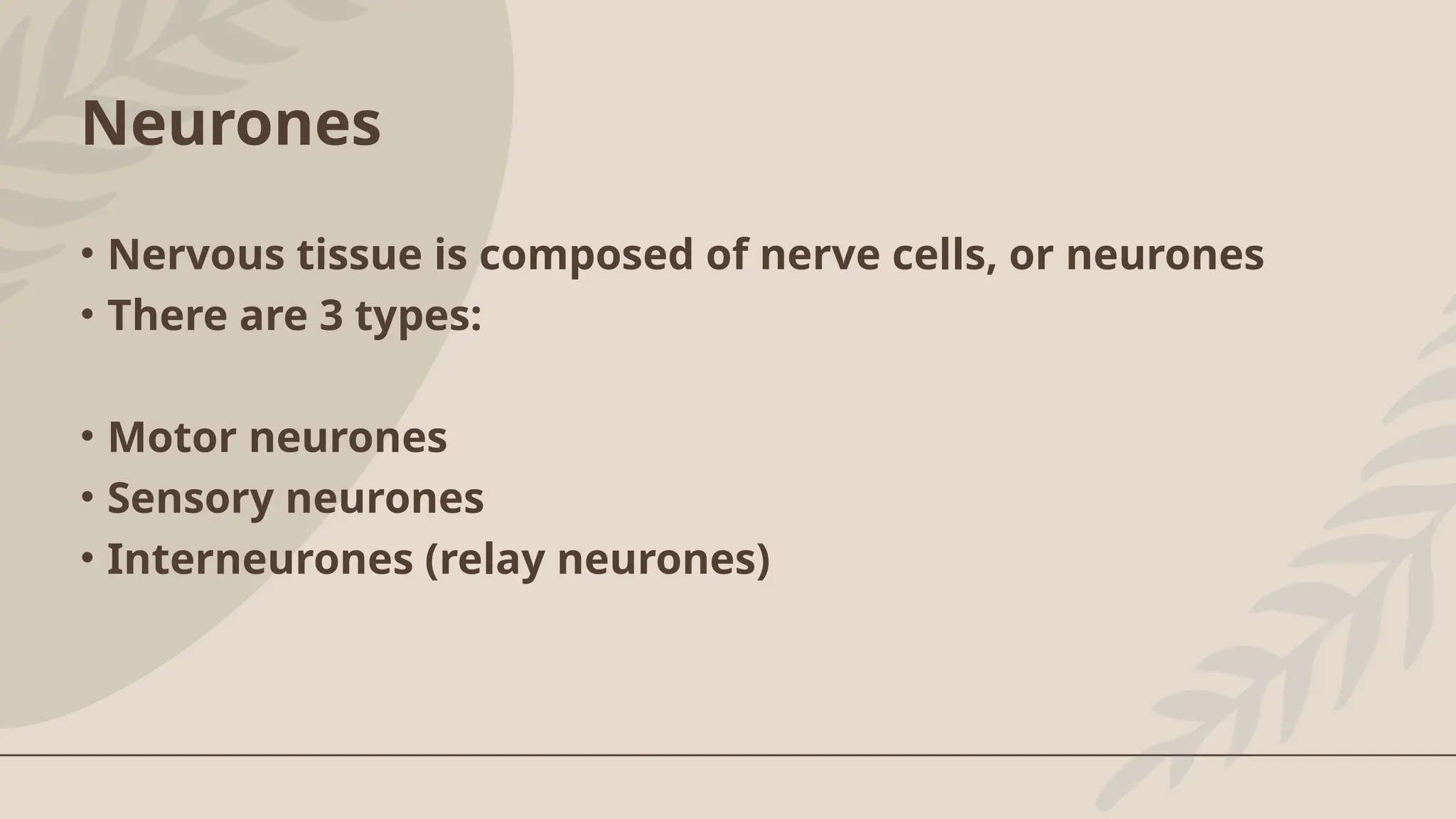Neurones
• Nervous tissue is composed of nerve cells, or neurones
• There are 3 types:
• Motor neurones
• Sensory neurones
• Interneurones (relay neurones)
 