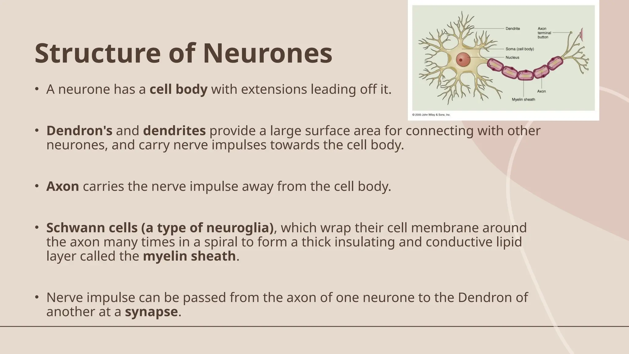 • A neurone has a cell body with extensions leading off it.
• Dendron's and dendrites provide a large surface area for connecting with other
neurones, and carry nerve impulses towards the cell body.
• Axon carries the nerve impulse away from the cell body.
• Schwann cells (a type of neuroglia), which wrap their cell membrane around
the axon many times in a spiral to form a thick insulating and conductive lipid
layer called the myelin sheath.
• Nerve impulse can be passed from the axon of one neurone to the Dendron of
another at a synapse.
Structure of Neurones
 