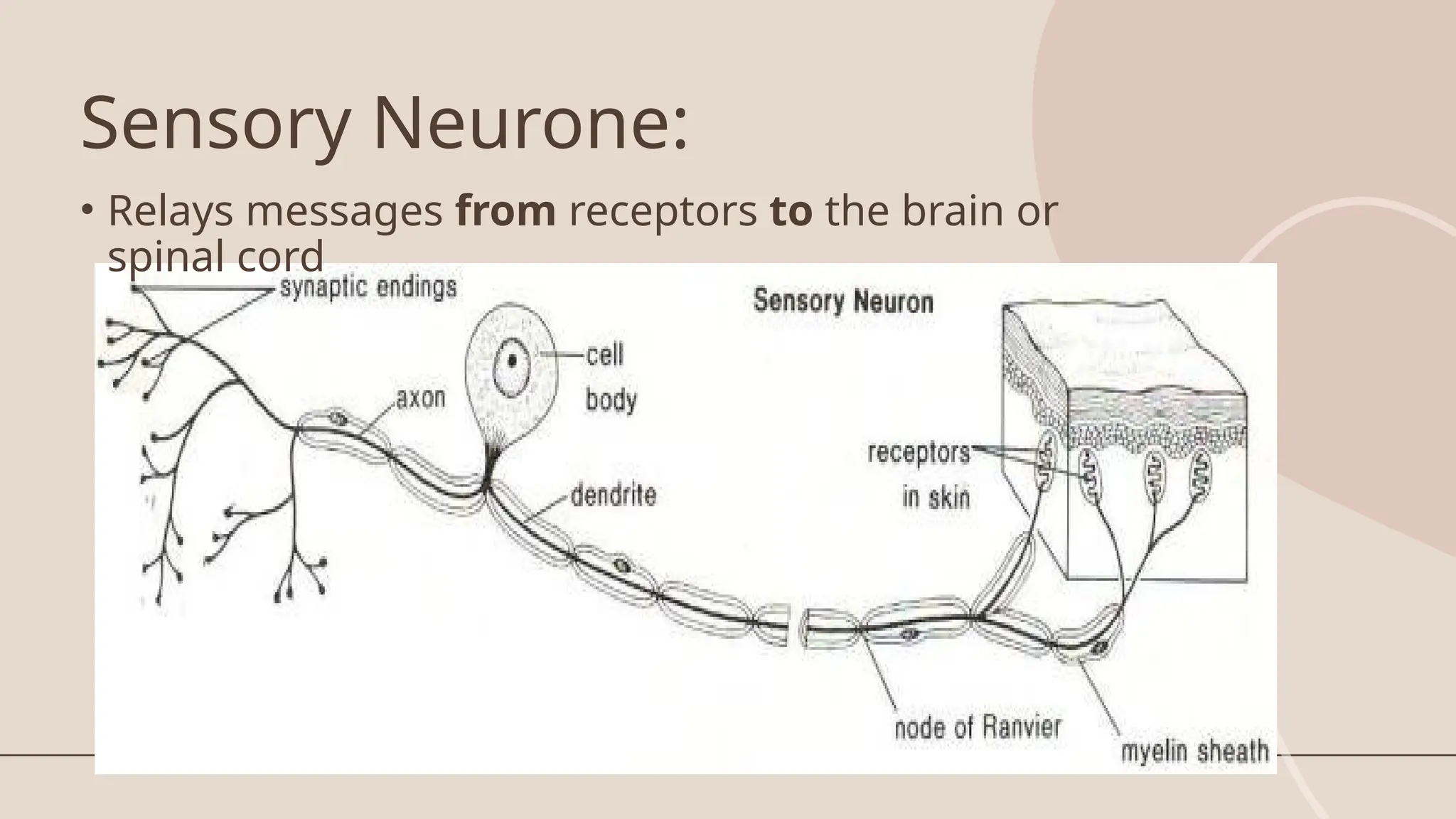 Sensory Neurone:
• Relays messages from receptors to the brain or
spinal cord
 