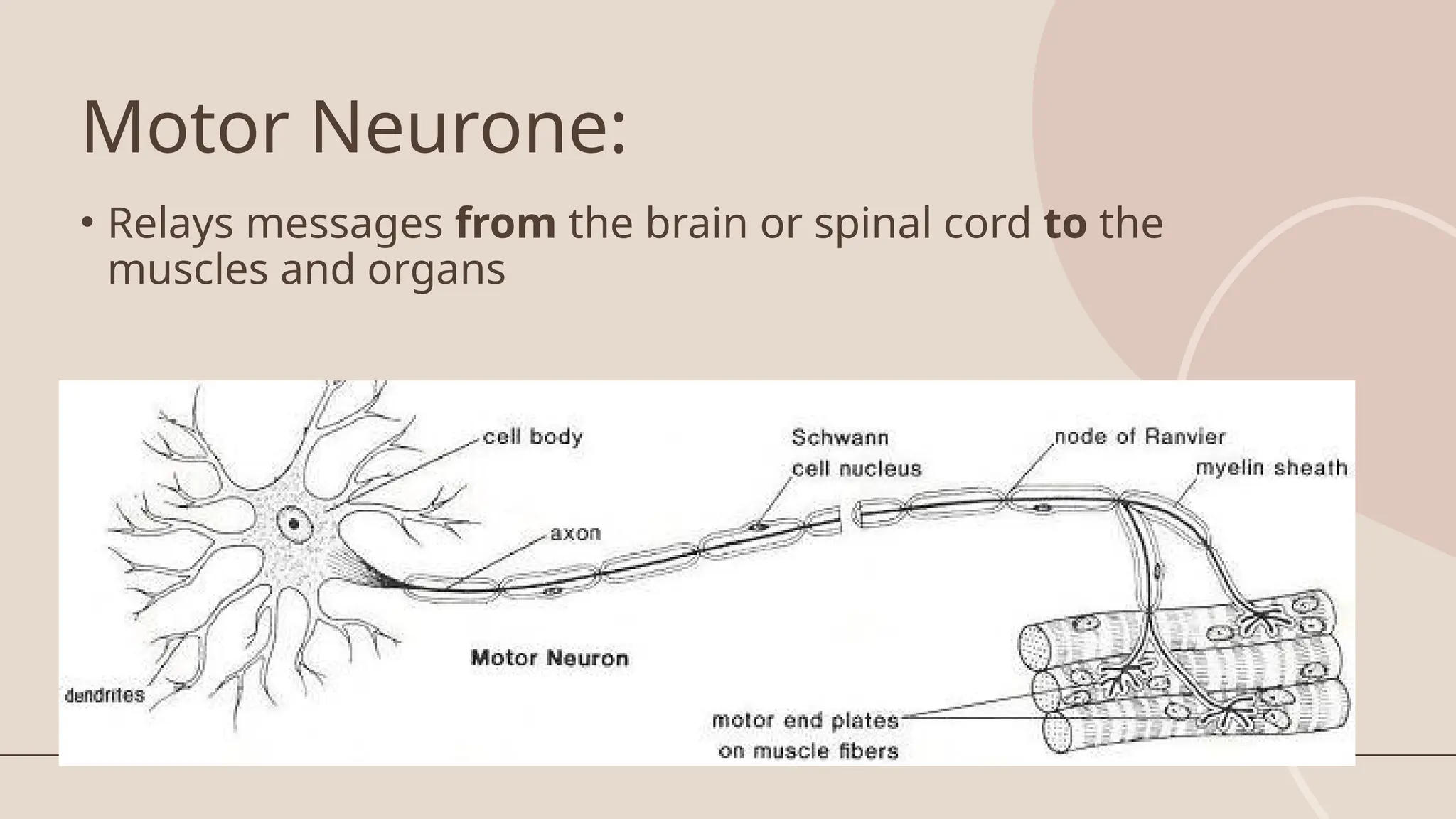 Motor Neurone:
• Relays messages from the brain or spinal cord to the
muscles and organs
 