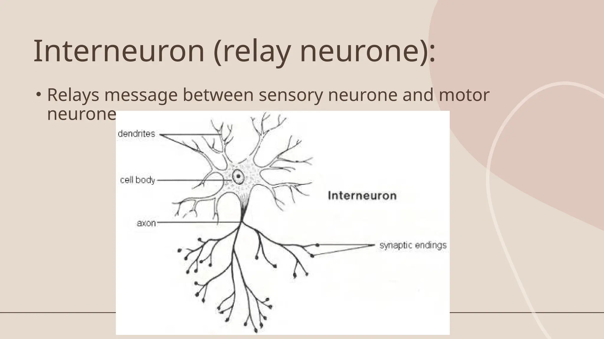 Interneuron (relay neurone):
• Relays message between sensory neurone and motor
neurone
 