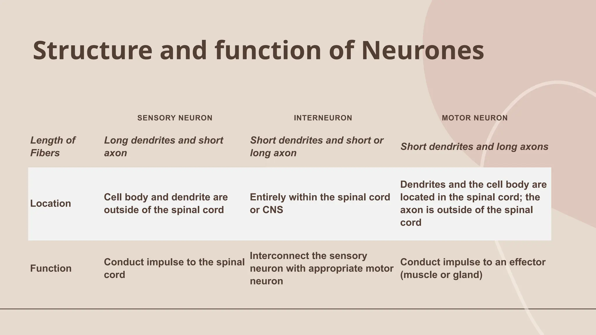 Structure and function of Neurones
SENSORY NEURON INTERNEURON MOTOR NEURON
Length of
Fibers
Long dendrites and short
axon
Short dendrites and short or
long axon
Short dendrites and long axons
Location
Cell body and dendrite are
outside of the spinal cord
Entirely within the spinal cord
or CNS
Dendrites and the cell body are
located in the spinal cord; the
axon is outside of the spinal
cord
Function
Conduct impulse to the spinal
cord
Interconnect the sensory
neuron with appropriate motor
neuron
Conduct impulse to an effector
(muscle or gland)
 