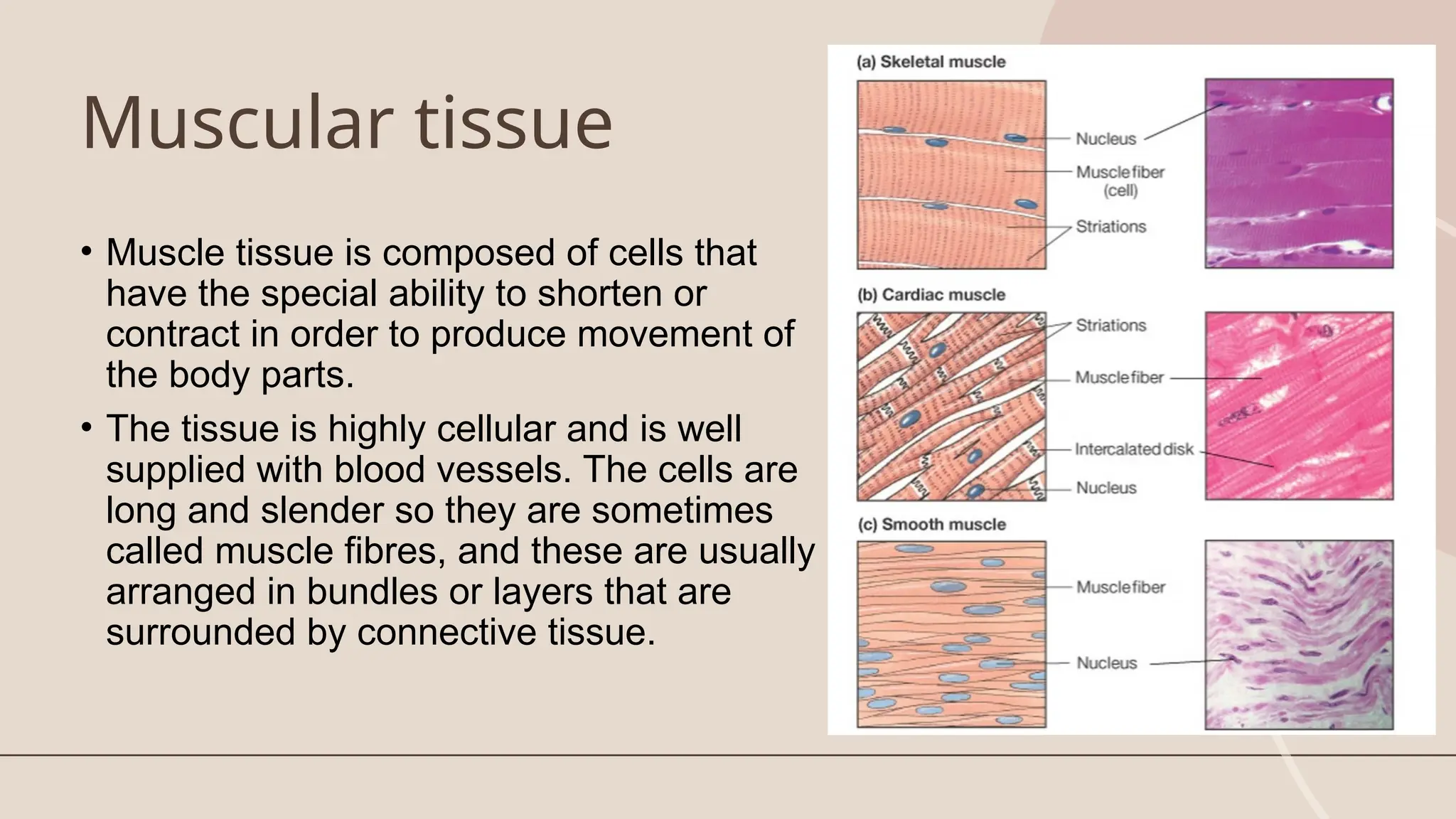 Muscular tissue
• Muscle tissue is composed of cells that
have the special ability to shorten or
contract in order to produce movement of
the body parts. ​
• The tissue is highly cellular and is well
supplied with blood vessels. The cells are
long and slender so they are sometimes
called muscle fibres, and these are usually
arranged in bundles or layers that are
surrounded by connective tissue. ​
 