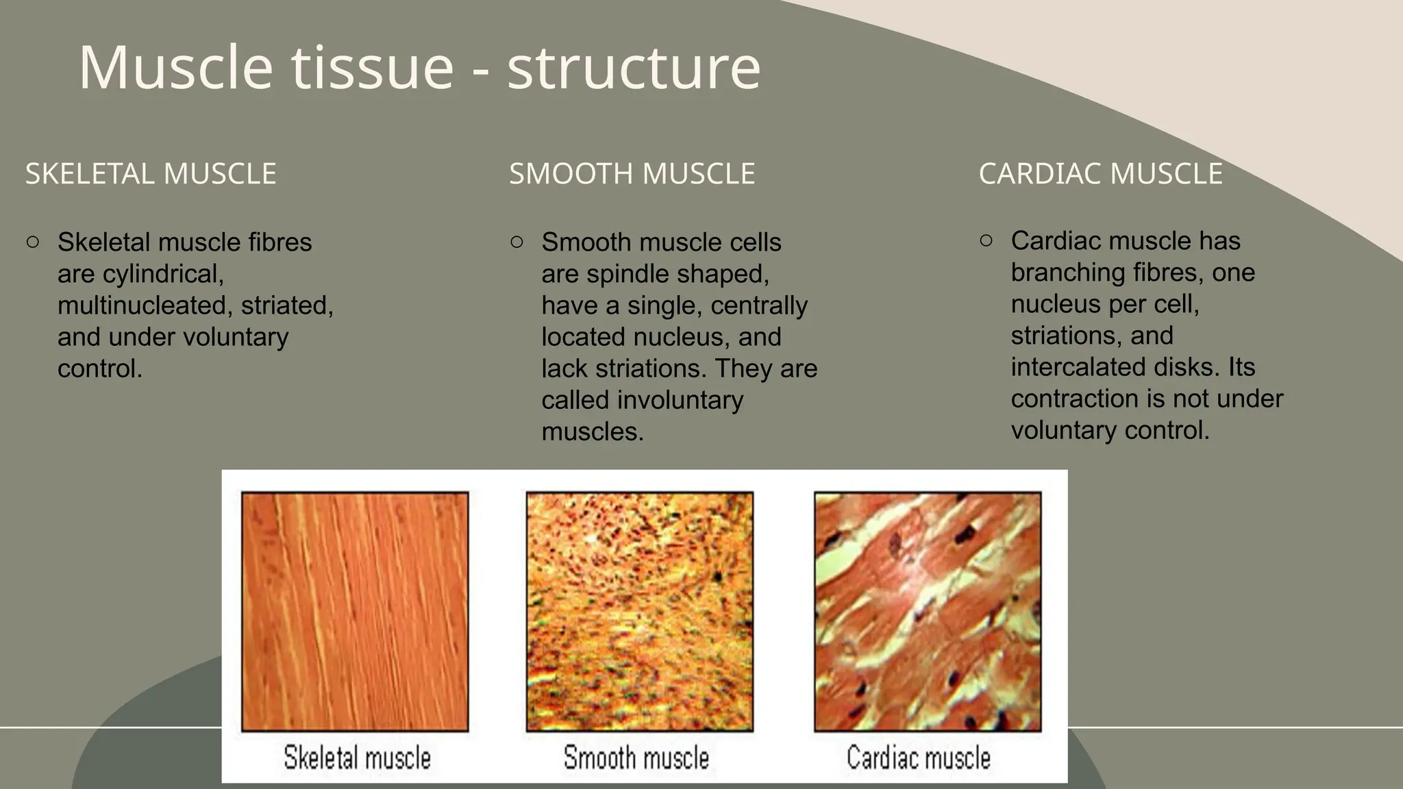 SKELETAL MUSCLE
o Skeletal muscle fibres
are cylindrical,
multinucleated, striated,
and under voluntary
control.
SMOOTH MUSCLE
o Smooth muscle cells
are spindle shaped,
have a single, centrally
located nucleus, and
lack striations. They are
called involuntary
muscles.
Muscle tissue - structure
CARDIAC MUSCLE
o Cardiac muscle has
branching fibres, one
nucleus per cell,
striations, and
intercalated disks. Its
contraction is not under
voluntary control.
 