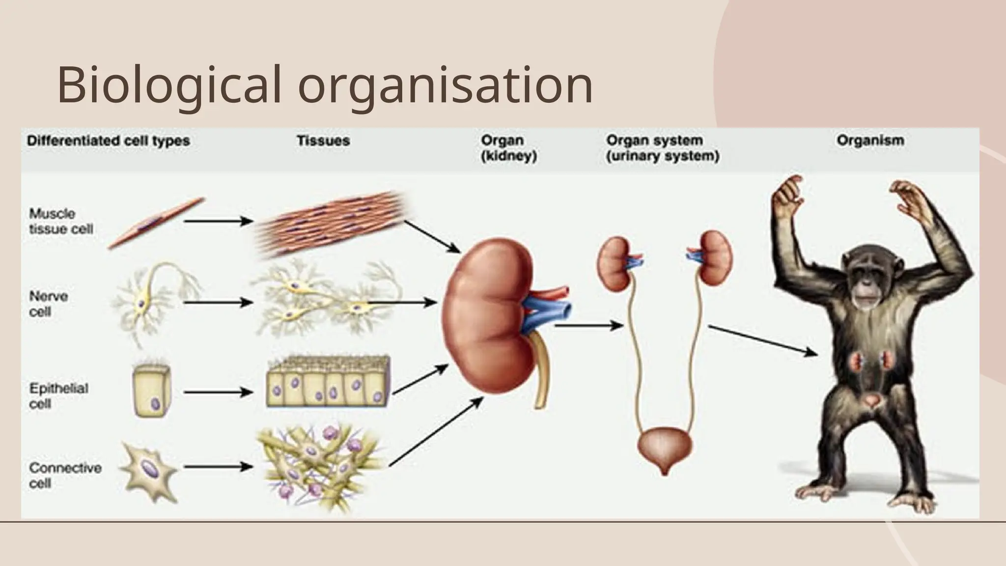 Biological organisation
 