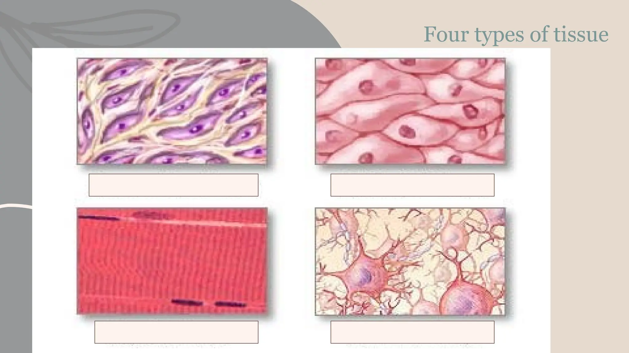 Four types of tissue
 