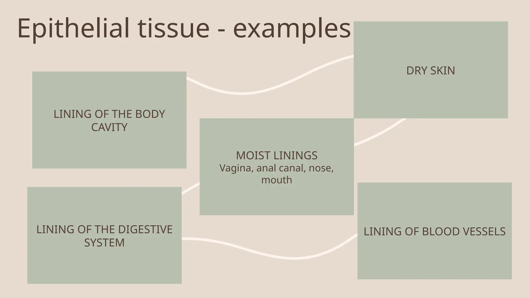 Epithelial tissue - examples
LINING OF THE BODY
CAVITY
DRY SKIN
MOIST LININGS
Vagina, anal canal, nose,
mouth
LINING OF THE DIGESTIVE
SYSTEM
LINING OF BLOOD VESSELS
 
