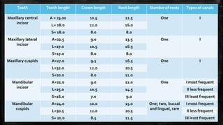 Tooth Tooth length Crown length Root length Number of roots Types of canals
Maxillary central
incisor
A = 23.00 10.5 12.5 One I
L= 28.0 12.0 16.0
S= 18.0 8.0 8.0
Maxillary lateral
incisor
A=22.5 9.0 13.5 One I
L=27.0 10.5 16.5
S=17.0 8.0 8.0
Maxillary cuspids A=27.0 9.5 16.5 One I
L=32.0 12.0 20.5
S=20.0 8.0 11.0
Mandibular
incisor
A=21.0 9.0 12.0 One I most frequent
L=25.0 10.5 14.5 II less frequent
S=16.0 7.0 9.0 III least frequent
Mandibular
cuspids
A=24.0 10.0 15.0 One; two, buccal
and lingual, rare
I most frequent
L=30.5 12.0 20.5 II less frequent
S= 20.0 8.5 11.5 III least frequent
26
 