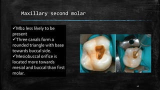 Maxillary second molar
Mb2 less likely to be
present
Three canals form a
rounded triangle with base
towards buccal side.
Mesiobuccal orifice is
located more towards
mesial and buccal than first
molar.
49
 