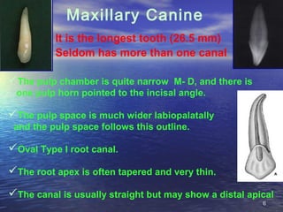 Maxillary Canine
          It is the longest tooth (26.5 mm)
          Seldom has more than one canal

The pulp chamber i...
