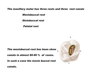 The maxillary molar has three roots and three root canals
Mesiobuccal root
Distobuccal root
Palatal root

The mesiobuccal root has been shown to have two root
canals in almost 80-90 % of cases.
In such a case the mesio buccal root has MB1 and MB2

canals.

 