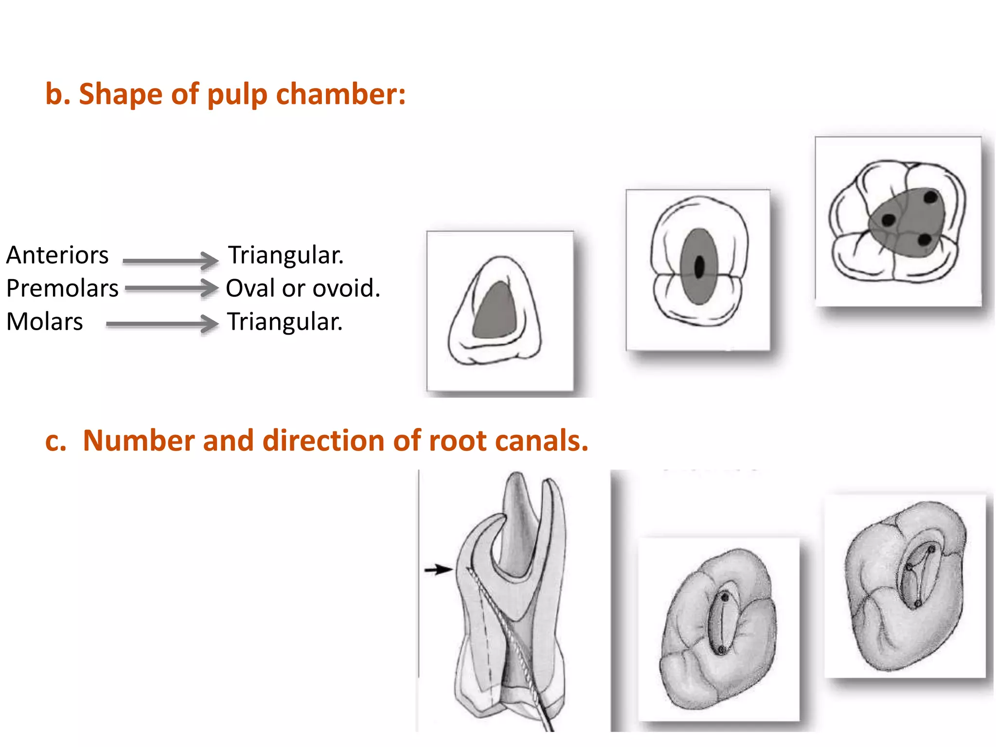 b. Shape of pulp chamber:
Anteriors Triangular.
Premolars Oval or ovoid.
Molars Triangular.
c. Number and direction of root canals.
 