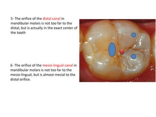 5- The orifice of the distal canal in
mandibular molars is not too far to the
distal, but is actually in the exact center of
the tooth
6- The orifice of the mesio-lingual canal in
mandibular molars is not too far to the
mesio-lingual, but is almost mesial to the
distal orifice.
 