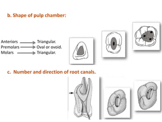 b. Shape of pulp chamber:
Anteriors Triangular.
Premolars Oval or ovoid.
Molars Triangular.
c. Number and direction of root canals.
 