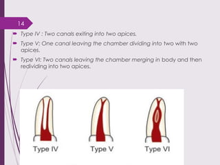 access cavity preparation and anatomy of pulp | PPTX