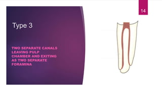 Type 3
TWO SEPARATE CANALS
LEAVING PULP
CHAMBER AND EXITING
AS TWO SEPARATE
FORAMINA
14
 