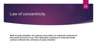 Law of concentricity
Wall of pulp chamber are always concentric to external surfaced of
the tooth at level of cej. This indicates anatomy of external tooth
surface reflects the anatomy of pulp chamber
28
 