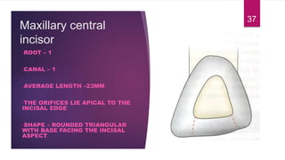 Maxillary central
incisor
•ROOT – 1
•CANAL – 1
•AVERAGE LENGTH –23MM
•THE ORIFICES LIE APICAL TO THE
INCISAL EDGE
•SHAPE – ROUNDED TRIANGULAR
WITH BASE FACING THE INCISAL
ASPECT
37
 