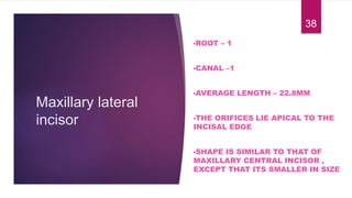 Maxillary lateral
incisor
•ROOT – 1
•CANAL –1
•AVERAGE LENGTH – 22.8MM
•THE ORIFICES LIE APICAL TO THE
INCISAL EDGE
•SHAPE IS SIMILAR TO THAT OF
MAXILLARY CENTRAL INCISOR ,
EXCEPT THAT ITS SMALLER IN SIZE
38
 