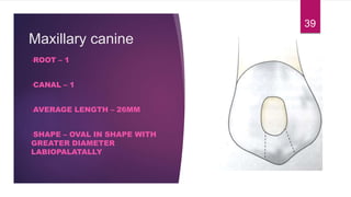 Maxillary canine
•ROOT – 1
•CANAL – 1
•AVERAGE LENGTH – 26MM
•SHAPE – OVAL IN SHAPE WITH
GREATER DIAMETER
LABIOPALATALLY
39
 