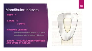 Mandibular incisors
•ROOT – 1
•CANAL – 1
-- 2 (40%)
•AVERAGE LENGTH –
• mandibular central incisor -- 21.5mm
•Mandibular lateral incisor – 22.5mm
•SHAPE – TRIANGULAR IN YOUNGER
AND OVOID IN ADULTS
40
 