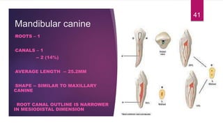Mandibular canine
•ROOTS – 1
•CANALS – 1
-- 2 (14%)
•AVERAGE LENGTH -- 25.2MM
•SHAPE -- SIMILAR TO MAXILLARY
CANINE
• ROOT CANAL OUTLINE IS NARROWER
IN MESIODISTAL DIMENSION
41
 