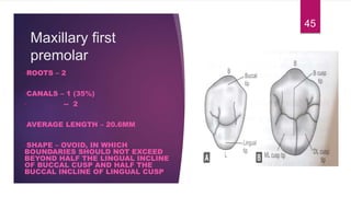 Maxillary first
premolar
•ROOTS – 2
•CANALS – 1 (35%)
• -- 2
•AVERAGE LENGTH – 20.6MM
•SHAPE – OVOID, IN WHICH
BOUNDARIES SHOULD NOT EXCEED
BEYOND HALF THE LINGUAL INCLINE
OF BUCCAL CUSP AND HALF THE
BUCCAL INCLINE OF LINGUAL CUSP
45
 