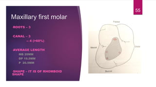 Maxillary first molar
•ROOTS – 3
•CANAL – 3
• -- 4 (>60%)
•AVERAGE LENGTH
•MB 20MM
•DP 19.5MM
•P 20.5MM
•SHAPE – IT IS OF RHOMBOID
SHAPE
55
 