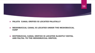  PALATA CANAL ORIFIES IS LOCATED PALATALLY
 MESIOBUCCAL CANAL IS LOCATED UNDER THE MESIOBUCCAL
CUSP
 DISTOBUCCAL CANAL ORIFICE IS LOCATED SLIGHTLY DISTAL
AND PALTAL TO THE MESIOBUCCAL ORIFICE.
56
 