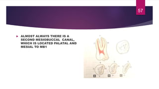  ALMOST ALWAYS THERE IS A
SECOND MESIOBUCCAL CANAL,
WHICH IS LOCATED PALATAL AND
MESIAL TO MB1
57
 