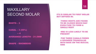 MAXILLARY
SECOND MOLAR
ROOTS – 3
CANAL – 3 (55%)
-- 4
AVERANGE LENGTH – 21.5MM
SHAPE – RHOMBOID
58
ITS IS SIMILAR TO FIRST MOLAR
BUT DIFFERS IN:
•THREE ROOTS ARE FOUND
TO BE CLOSER WHICH MAY
EVEN FUSE TO FORM A
SINGLE ROOT
•MB2 IS LESS LIKELY TO BE
PRESENT
•THE THREE CANALS FORMS
A ROUNDED TRIANGULAR
WITH BASE ON THE BUCCAL
SIDE
 