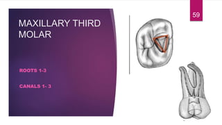 MAXILLARY THIRD
MOLAR
ROOTS 1-3
CANALS 1- 3
59
 