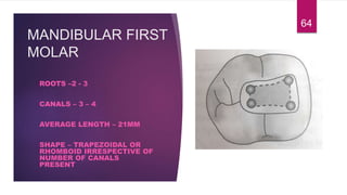 MANDIBULAR FIRST
MOLAR
ROOTS –2 - 3
CANALS – 3 – 4
AVERAGE LENGTH – 21MM
SHAPE – TRAPEZOIDAL OR
RHOMBOID IRRESPECTIVE OF
NUMBER OF CANALS
PRESENT
64
 