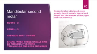 Mandibular second
molar
ROOTS – 2
CANAL – 3
AVERAGE SIZE – 19.8 MM
SHAPE– WHEN THREE CANALS CAN
BE PRESENT, IT IS MORE
TRIANGULAR AND LESS RHOMBOID
65
Second molar with fused roots
usually have 2 canals, buccal and
lingal, but the number, shape, type
and size can vary,
 
