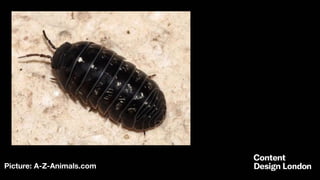 Picture: A-Z-Animals.com
 