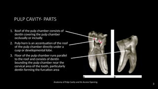 access opening & anatomy of root canalss | PPTX