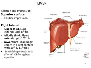 Jesus Lower Rib Accessories digestive glands | PPTX