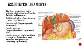  The liver is attached to the
anterior abdominal wall by the
falciform ligament
 Additional folds of peritoneum
connect the liver to
 the stomach (hepatogastric
ligament),
 the duodenum
(hepatoduodenal ligament),
and
 the diaphragm (right and left
triangular ligaments and
anterior and posterior
coronary ligaments).
 
