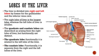  The liver is divided into right and left
lobes by fossae for the gallbladder
and the inferior vena cava
 The right lobe of liver is the largest
lobe, whereas the left lobe of liver is
smaller.
 The quadrate and caudate lobes are
described as arising from the right
lobe of liver, but functionally are
distinct.
 The quadrate lobe: functionally it is
related to the left lobe of the liver.
 The caudate lobe: Functionally, it is
separate from the right and the left
lobes of the liver.
 