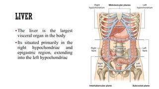 LIVER
The liver is the largest
visceral organ in the body
Its situated primarily in the
right hypochondriac and
epigastric region, extending
into the left hypochondriac
 