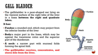 GALL BLADDER
 The gallbladder is a pear-shaped sac lying on
the visceral surface of the right lobe of the liver
in a fossa between the right and quadrate
lobes.
It has:
 Fundus: a rounded end, which may project from
the inferior border of the liver
 Body:a major part in the fossa, which may be
against the transverse colon and the superior
part of the duodenum
 A neck: a narrow part with mucosal folds
forming the spiral fold.
 The gallbladder receives, concentrates, and
stores bile from the liver.
 