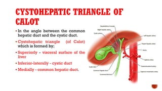 CYSTOHEPATIC TRIANGLE OF
CALOT
 In the angle between the common
hepatic duct and the cystic duct.
 Cystohepatic triangle (of Calot)
which is formed by;
 Superiorly - visceral surface of the
liver
 Inferior-laterally - cystic duct
 Medially - common hepatic duct.
 