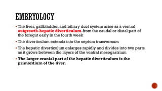  The liver, gallbladder, and biliary duct system arise as a ventral
outgrowth-hepatic diverticulum-from the caudal or distal part of
the foregut early in the fourth week
 The diverticulum extends into the septum transversum
 The hepatic diverticulum enlarges rapidly and divides into two parts
as it grows between the layers of the ventral mesogastrium
 The larger cranial part of the hepatic diverticulum is the
primordium of the liver.
 