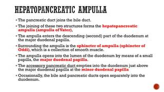  The pancreatic duct joins the bile duct.
 The joining of these two structures forms the hepatopancreatic
ampulla (ampulla ofVater),
 The ampulla enters the descending (second) part of the duodenum at
the major duodenal papilla.
 Surrounding the ampulla is the sphincter of ampulla (sphincter of
Oddi), which is a collection of smooth muscle.
 The ampulla opens into the lumen of the duodenum by means of a small
papilla, the major duodenal papilla.
 The accessory pancreatic duct empties into the duodenum just above
the major duodenal papilla at the minor duodenal papilla
 Occasionally, the bile and pancreatic ducts open separately into the
duodenum.
 