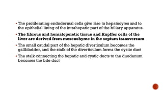  The proliferating endodermal cells give rise to hepatocytes and to
the epithelial lining of the intrahepatic part of the biliary apparatus.
 The fibrous and hematopoietic tissue and Kupffer cells of the
liver are derived from mesenchyme in the septum transversum
 The small caudal part of the hepatic diverticulum becomes the
gallbladder, and the stalk of the diverticulum forms the cystic duct
 The stalk connecting the hepatic and cystic ducts to the duodenum
becomes the bile duct
 