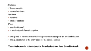 Surfaces
 diaphragmatic
 visceral surfaces
Borders
 superior
 inferior borders
Poles
 anterior (lateral)
 posterior (medial) ends or poles
 The spleen is surrounded by visceral peritoneum except in the area of the hilum
 The splenic hilum is the entry point for the splenic vessels
The arterial supply to the spleen is the splenic artery from the celiac trunk
 