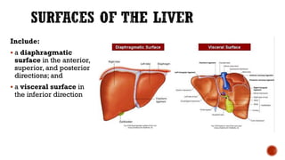 Include:
 a diaphragmatic
surface in the anterior,
superior, and posterior
directions; and
 a visceral surface in
the inferior direction
 