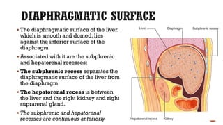  The diaphragmatic surface of the liver,
which is smooth and domed, lies
against the inferior surface of the
diaphragm
 Associated with it are the subphrenic
and hepatorenal recesses:
 The subphrenic recess separates the
diaphragmatic surface of the liver from
the diaphragm
 The hepatorenal recess is between
the liver and the right kidney and right
suprarenal gland.
 The subphrenic and hepatorenal
recesses are continuous anteriorly
 
